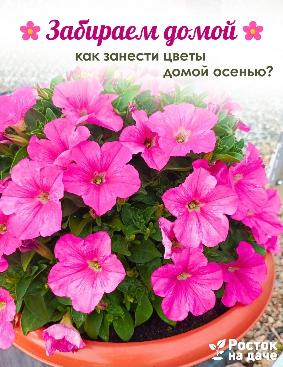 ЗАБИРАЕМ ДОМОЙ🌸