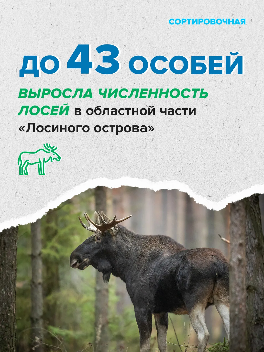 📈 В «Лосином острове» выявили увеличение количества лосей сверх нормы: на 13 больше, чем в прошлом г