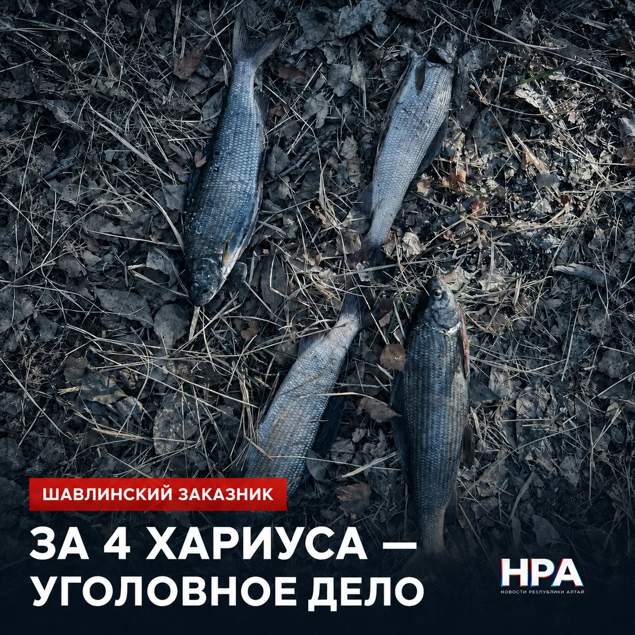 ‼️ ЗА 4 ХАРИУСА - УГОЛОВНОЕ ДЕЛО: МУЖЧИНУ ПОЙМАЛИ НА РЫБАЛКЕ В ШАВЛИНСКОМ ЗАКАЗНИ