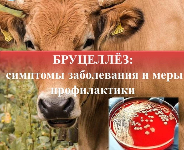 📌ПАМЯТКА по профилактике бруцеллеза.