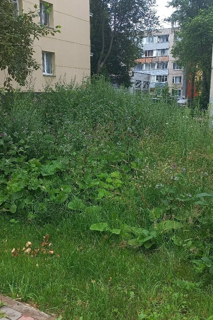 Угол улиц Чапаева, 42 и Некрасова, 19 уже который год не знает порядка. Две управляющие...