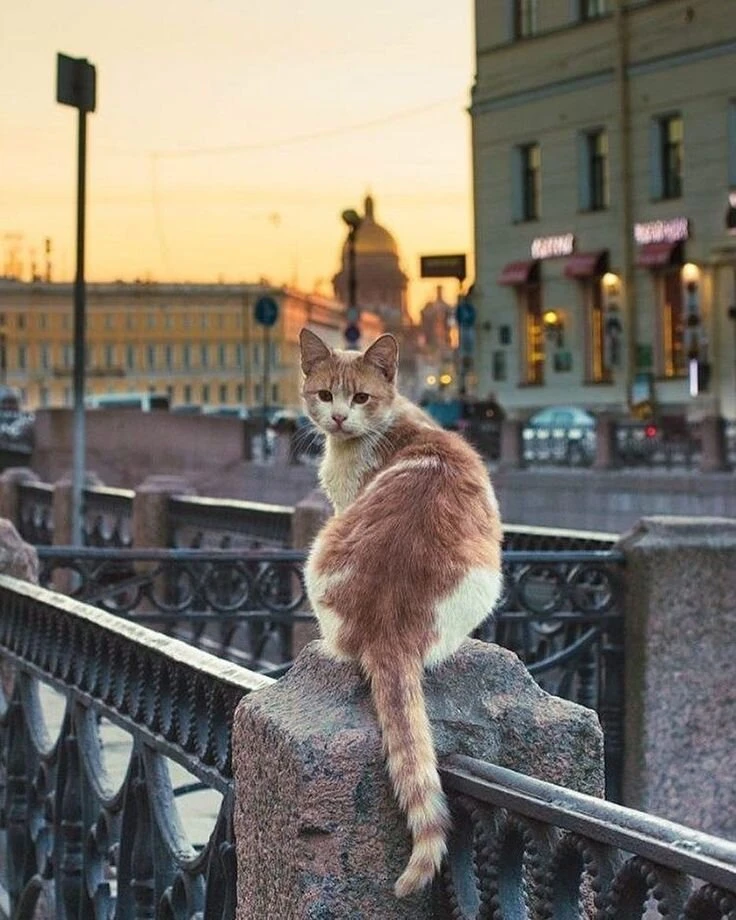 👀 «Ты точно это искал»: свежие вакансии в Петербурге