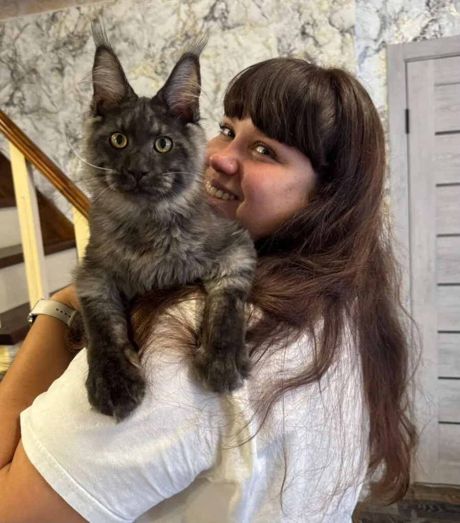 Семья из Мурома создала питомник мейн-кунов, известный во всем мире