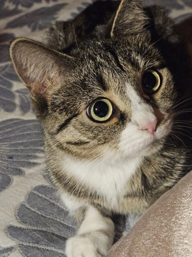🐈‍⬛ПРИВЕТИКИ