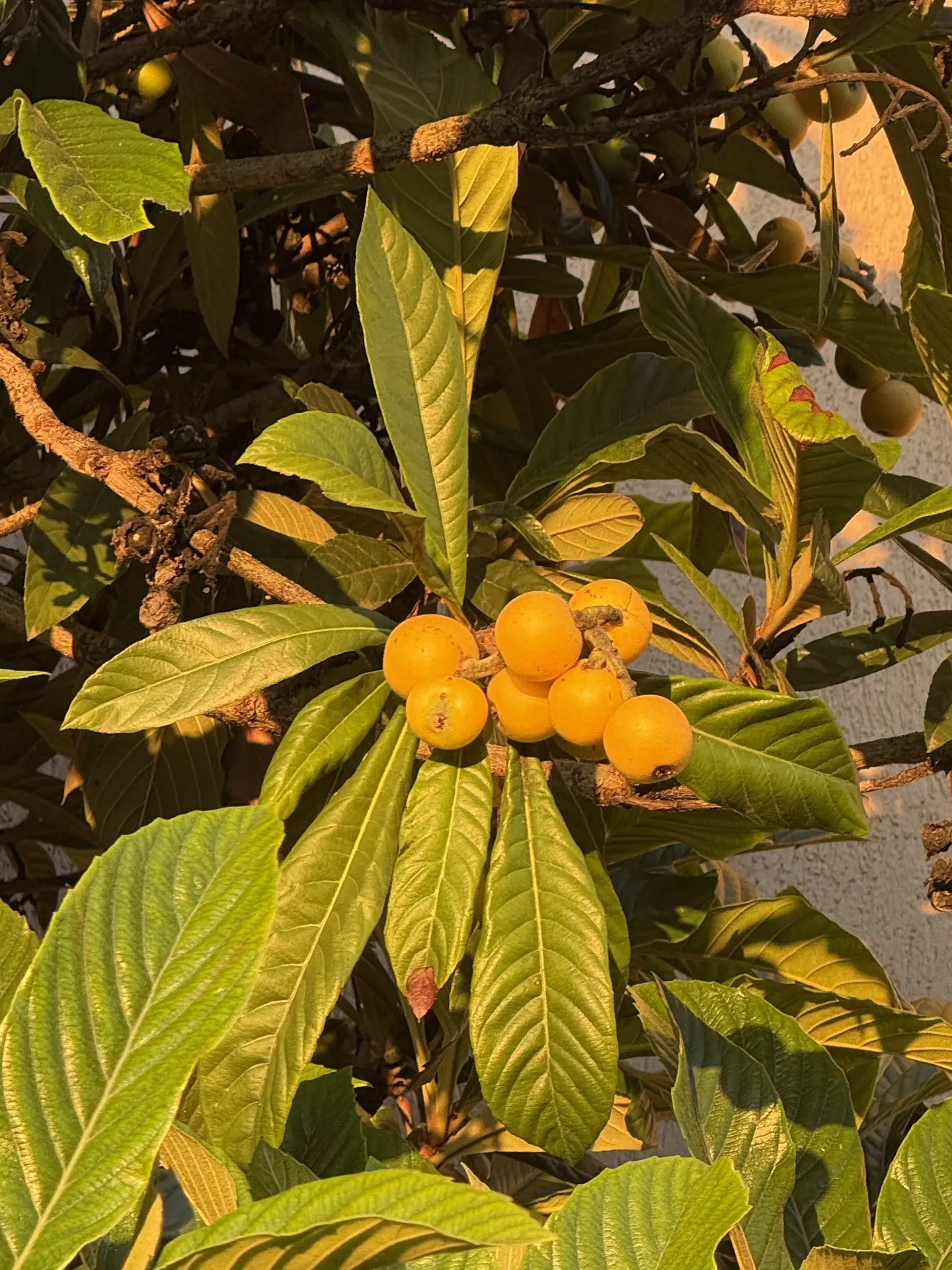Золото июня 💛 Мушмула 😋