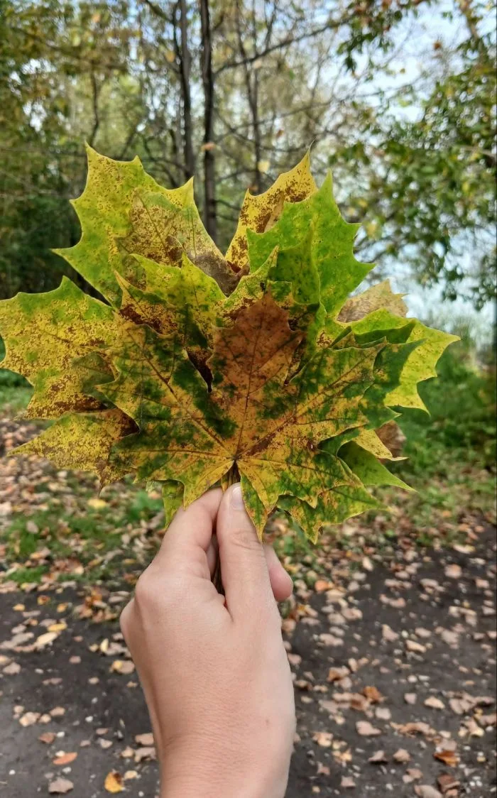 Мир прекрасен всегда, остальное – наше настроение🍁