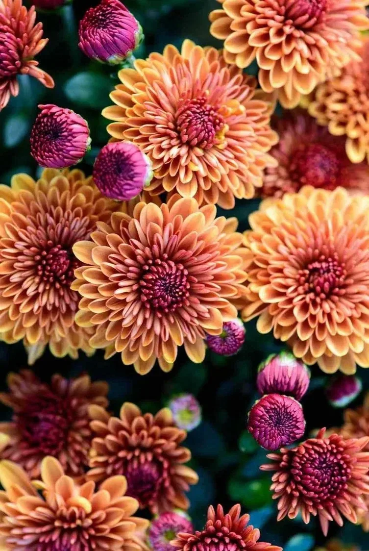 🌱🌺🌱