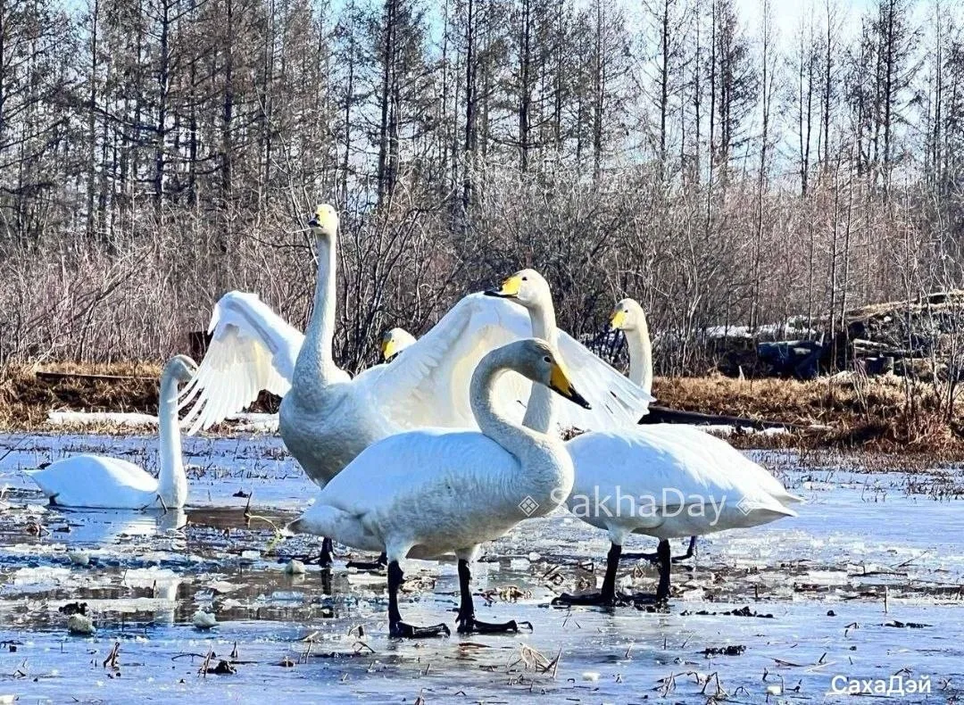😍 Настоящее «Лебединое озеро» наблюдают жители Момы   На местном водоёме поселились десятки красивых