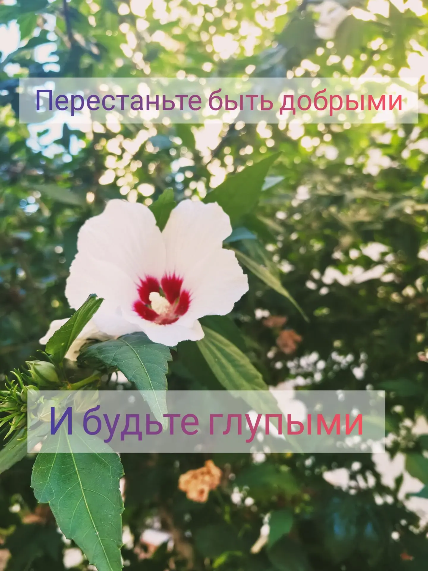 Хотите прожить долго и не сойти с ума? 
Перестаньте быть добрыми и будьте глупыми. Это сознательная 