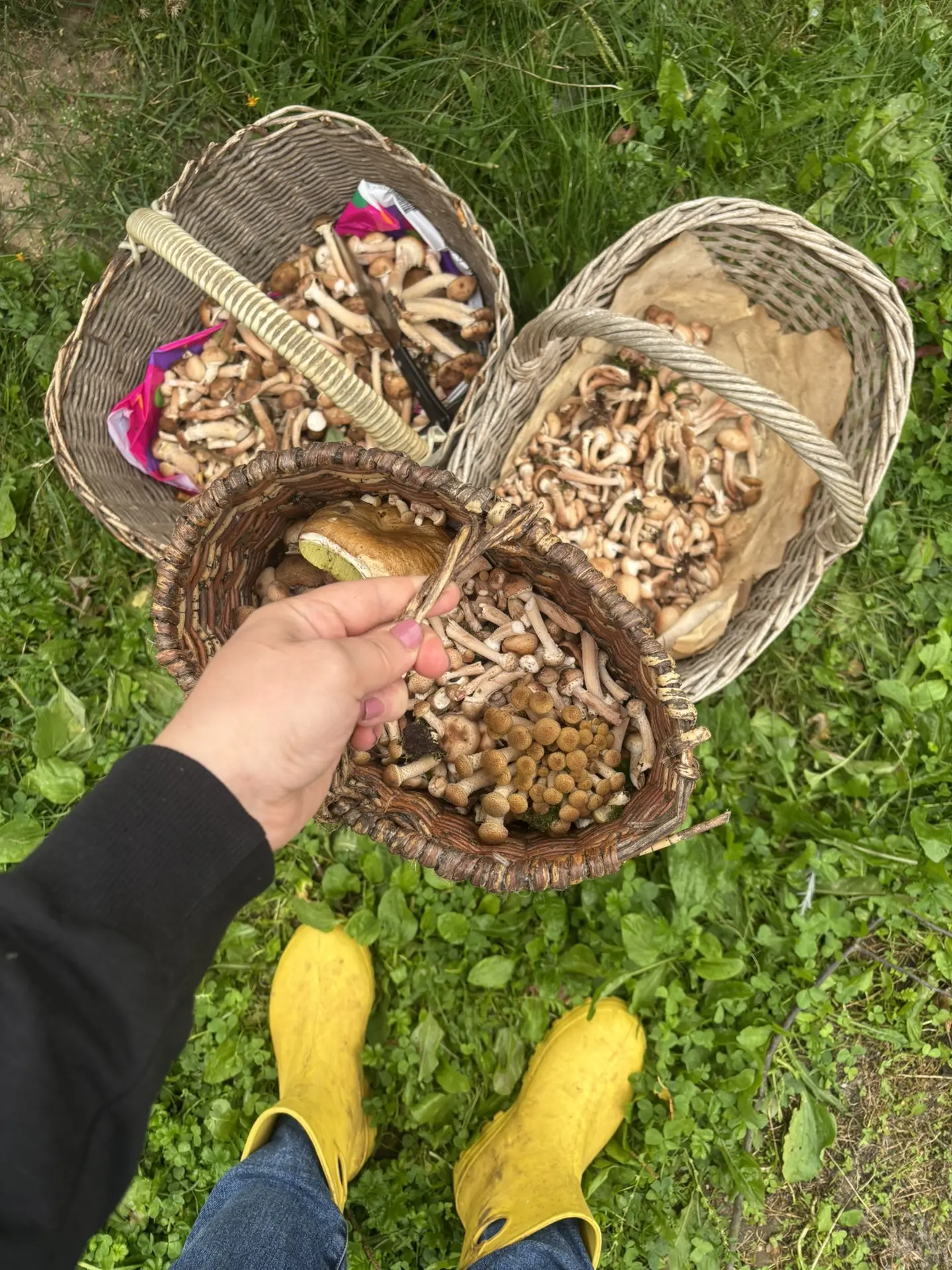 Ну вот как-то так 👏🏻 ради них я встала в пять утра. Обожаю лесные прогулки. 🥰