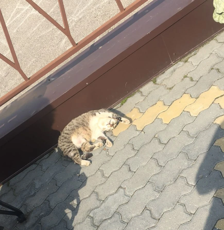 ✨ Понедельник — день тяжёлый, говорите?  У кота свои планы на будни — солнечные ванны и сладкий сон 
