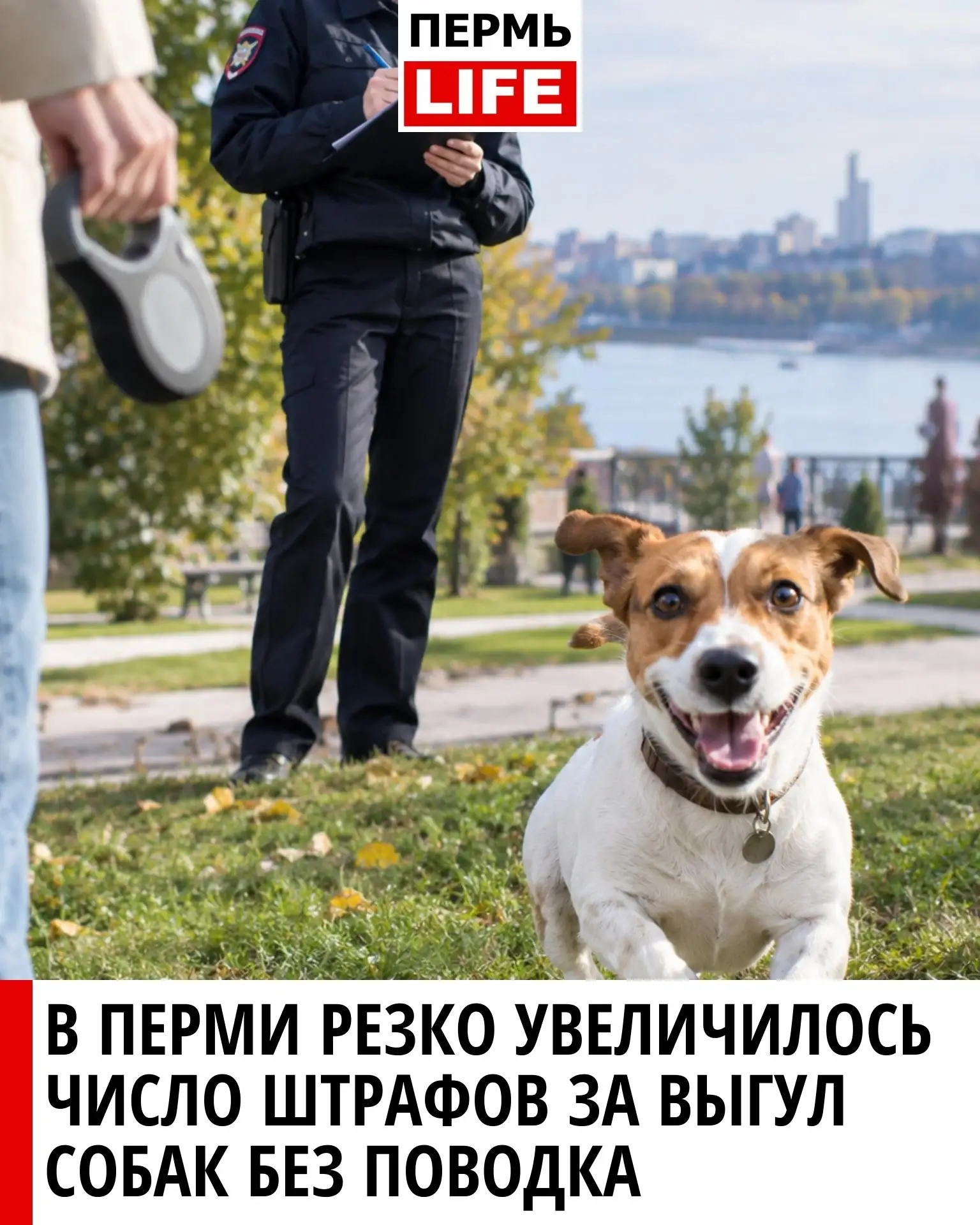 🐶 В Перми резко увеличилось число штрафов за выгул собак без поводка
