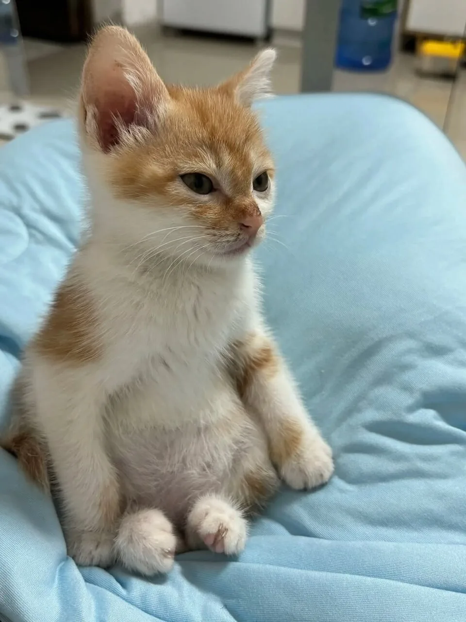 Опять на кухню за котлетой пошла...