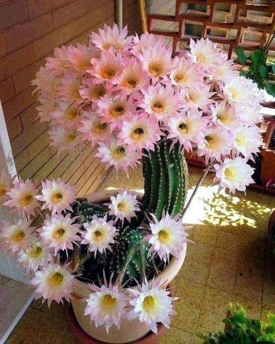 Кактус с душою ромашки... 😃