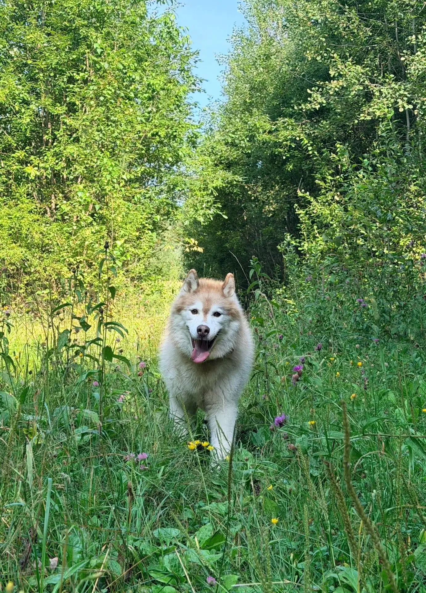 Пушистые друзья 🐕