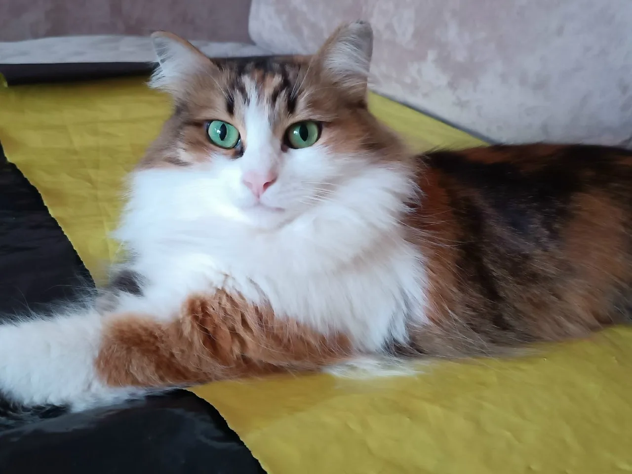 🆘🆘🆘Дорогие друзья! Прошу у вас помощи! У моих родителей вчера пропала кошка! 😭 Второй день ищем 