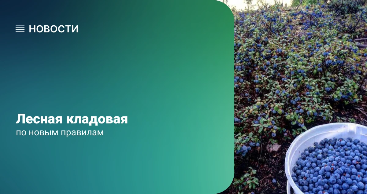 Лесная кладовая — по новым правилам