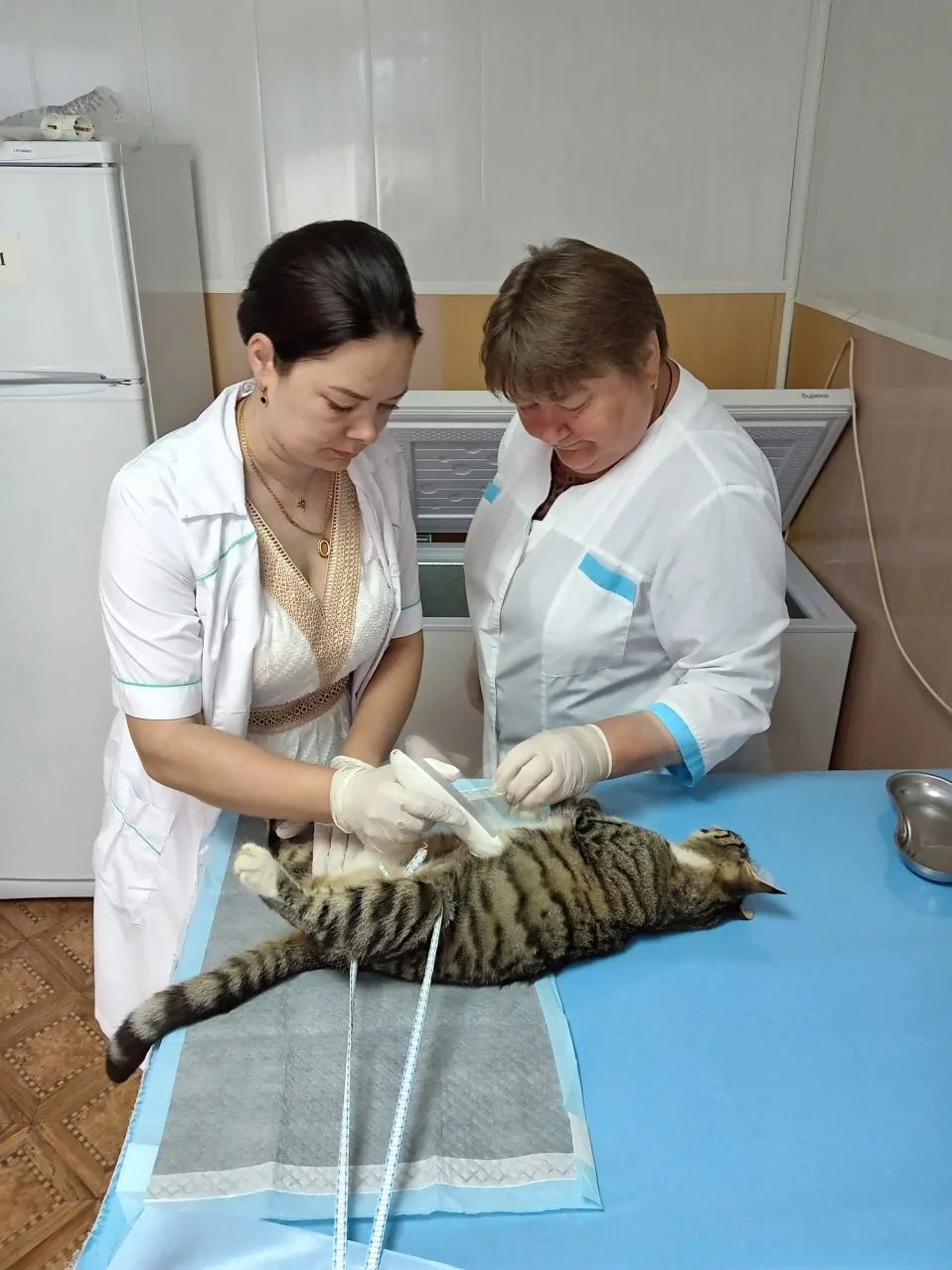 Работа такая работа 🐈