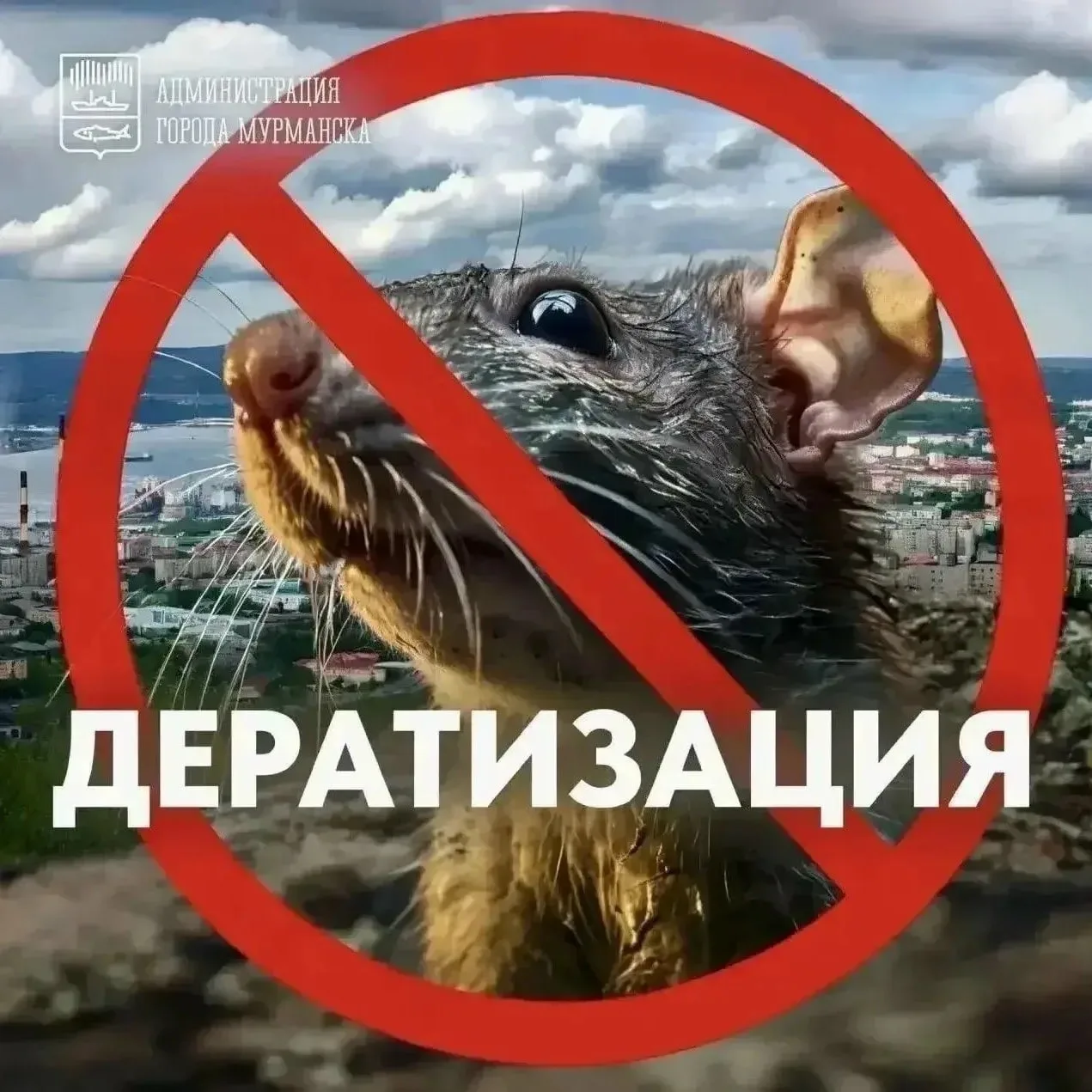 В Мурманске стартует сплошная дератизация 🐀🚫