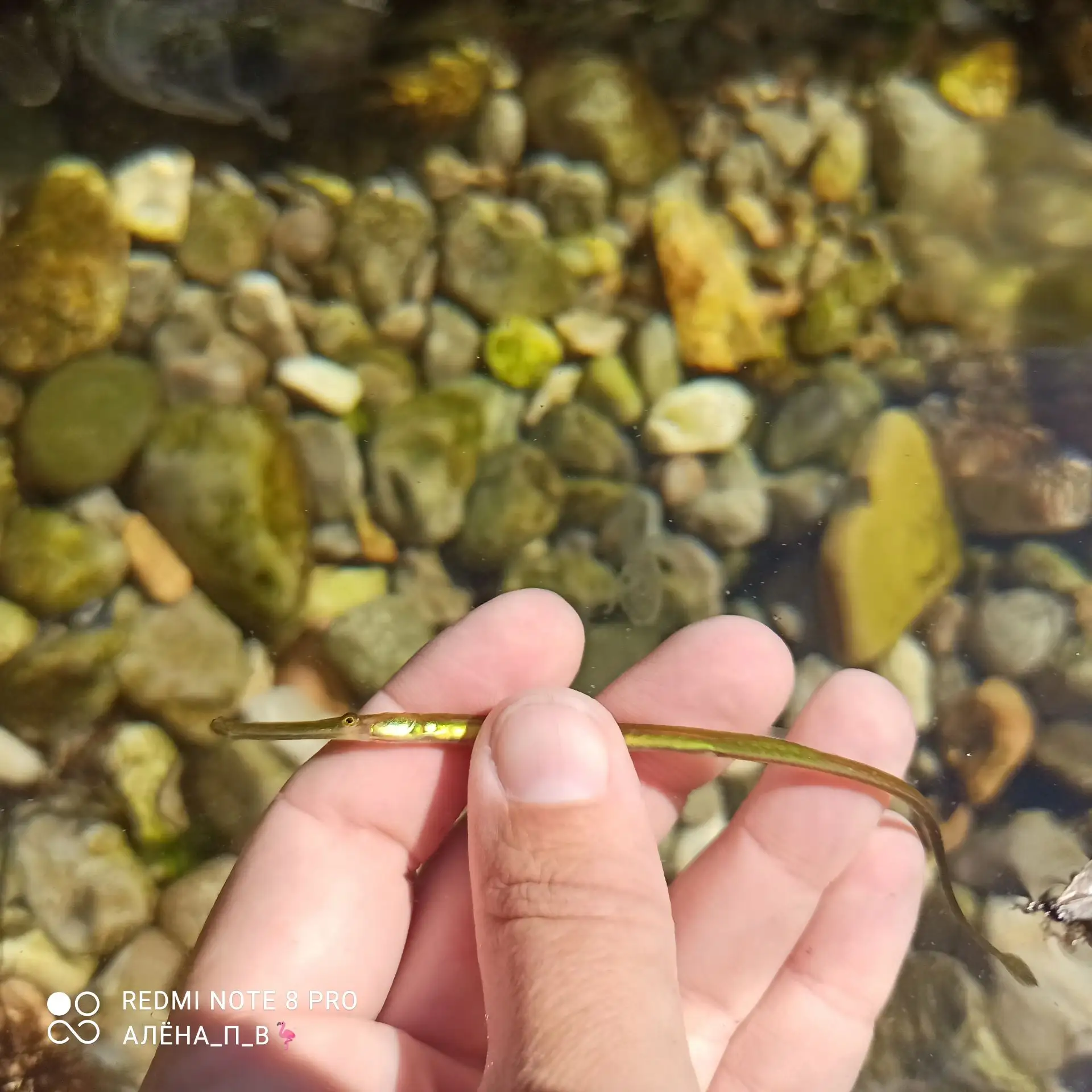 Изумрудная 😉💚🐟, практически ручная рыба игла, питается планктоном и мелкими ракообра...