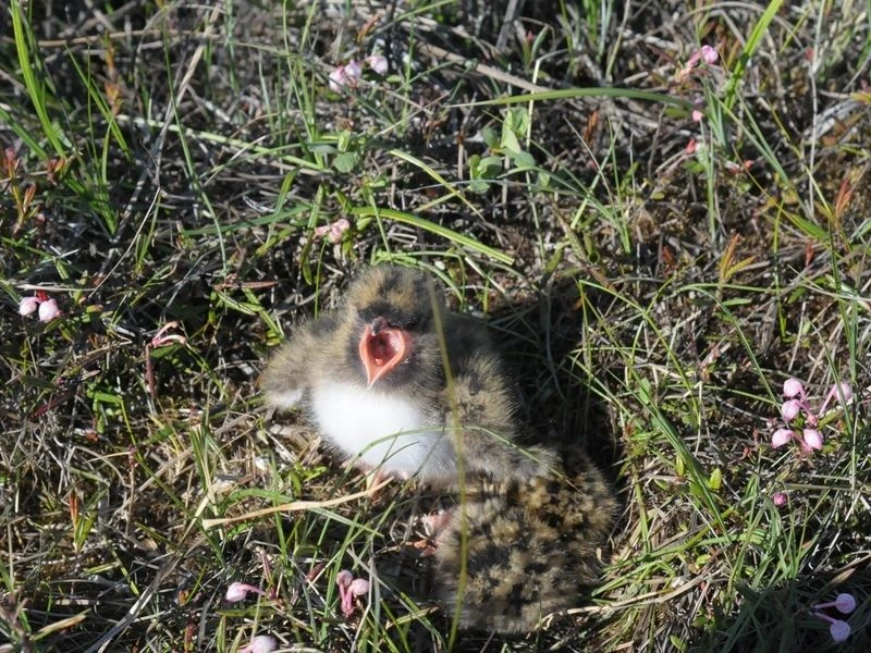 🦆🎉Сегодня праздник у водоплавающих и околоводных птиц   2 февраля отмечается Всемирный день водно-бо