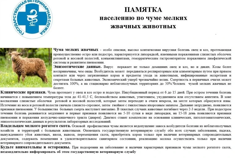 Чума мелких жвачных животных (ЧМЖ) — высококонтагиозная вирусная болезнь овец и коз. Он...