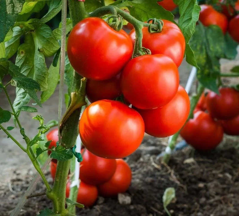 Лучшие сорта низкорослых томатов 🍅