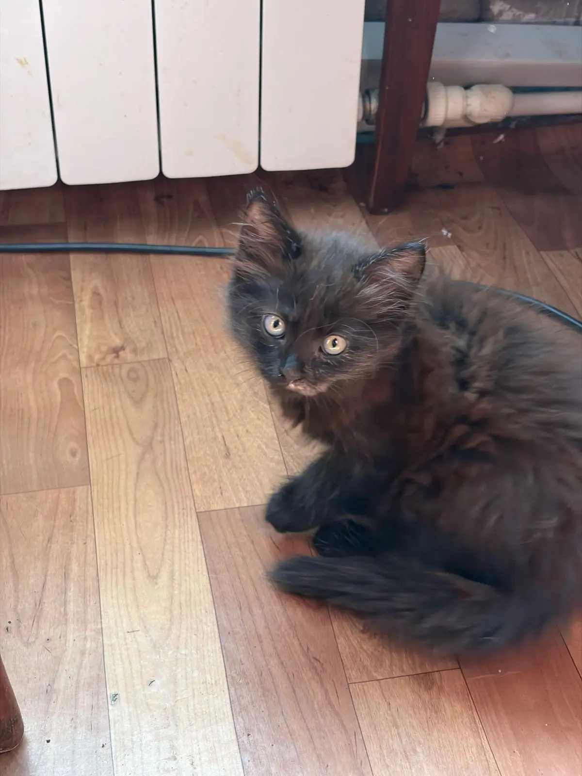 Отдам котят мальчики 2 месяца