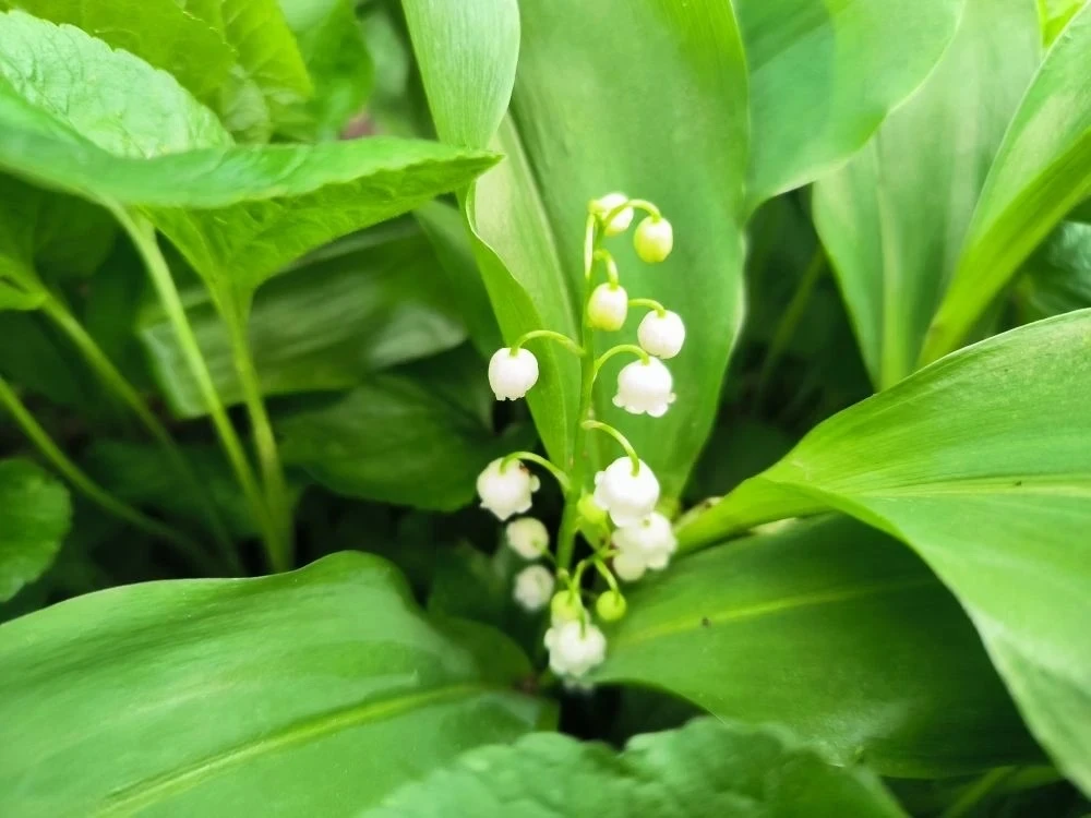 🌱 *Ставропольцам напомнили о штрафах за срыв ландышей в лесах*