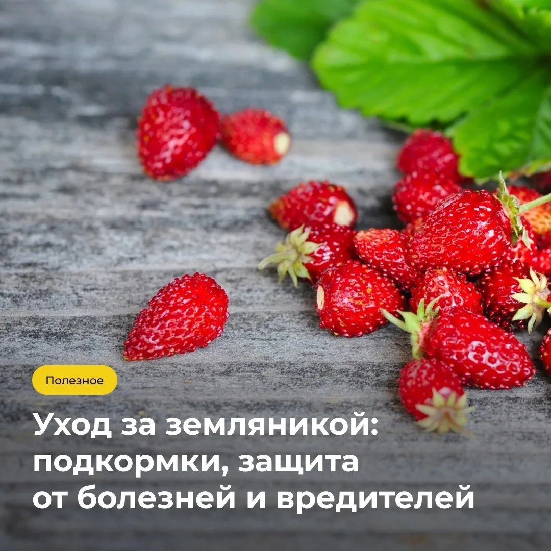 🍓 Лето пахнет земляникой!