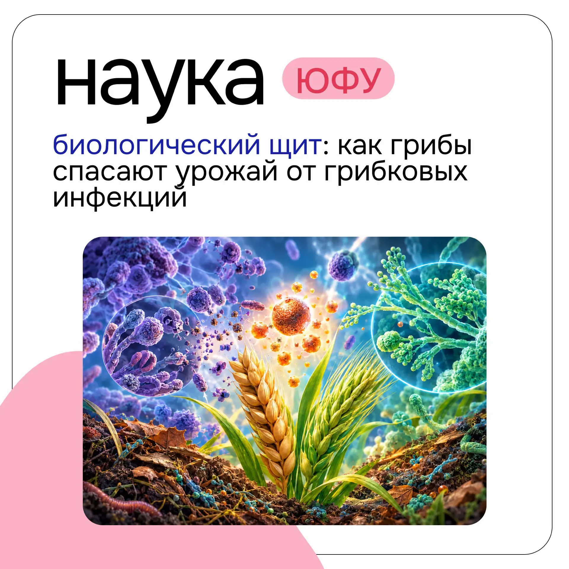 Грибы против грибков: ученые ЮФУ нашли новый способ защиты растений 🧑🏻‍🔬