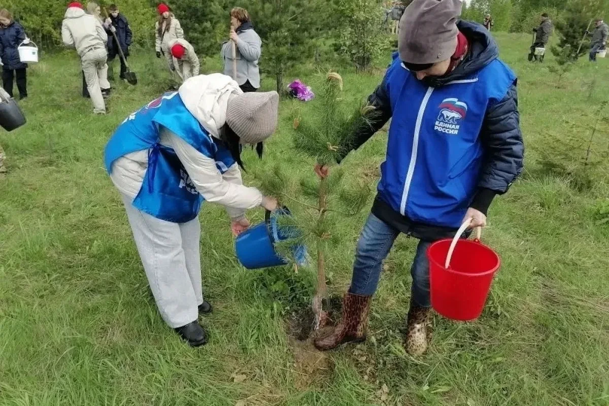 150 елей и сосен высадили в память о героях войны в Осинниковском городском округе  В рамках всеросс