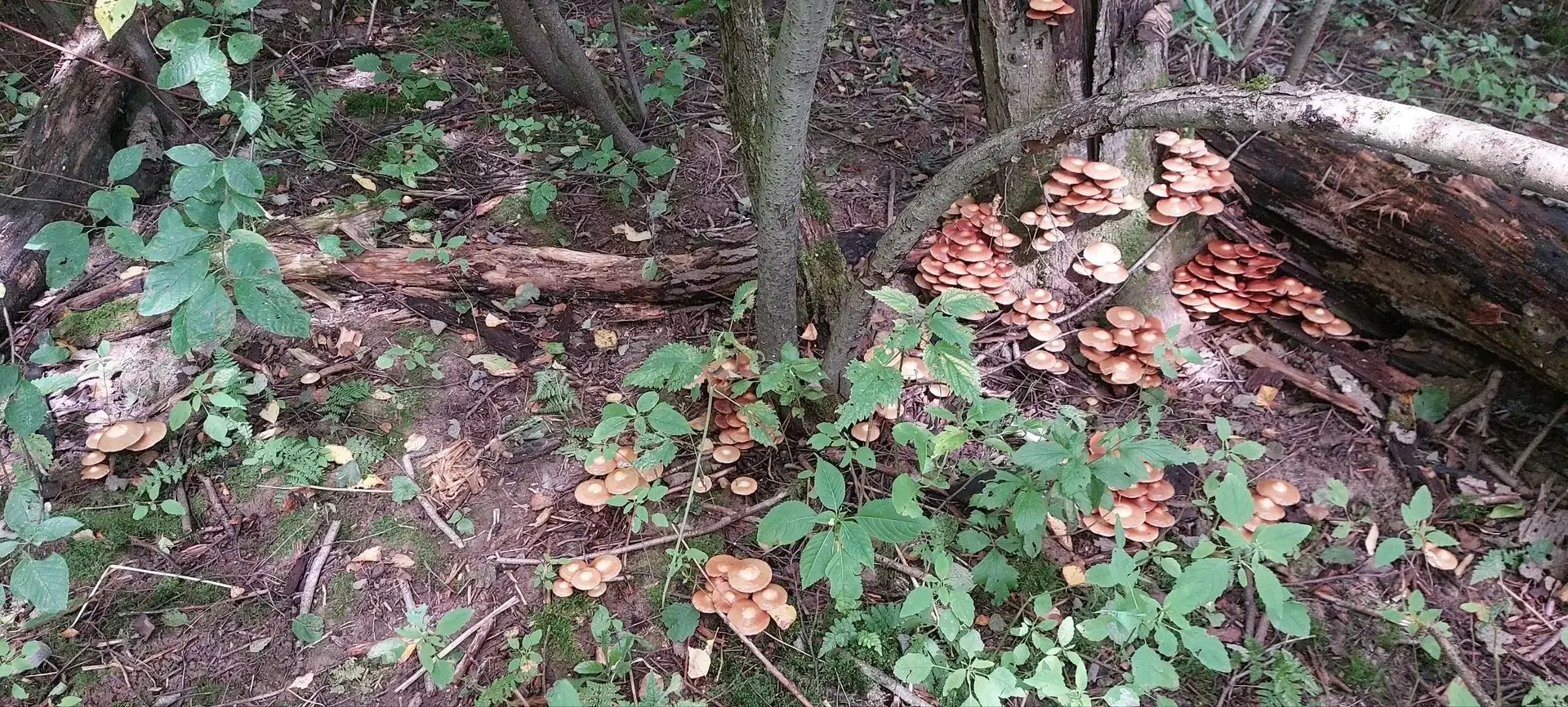 🍄‍🟫 Грибники активно делятся своими трофеями