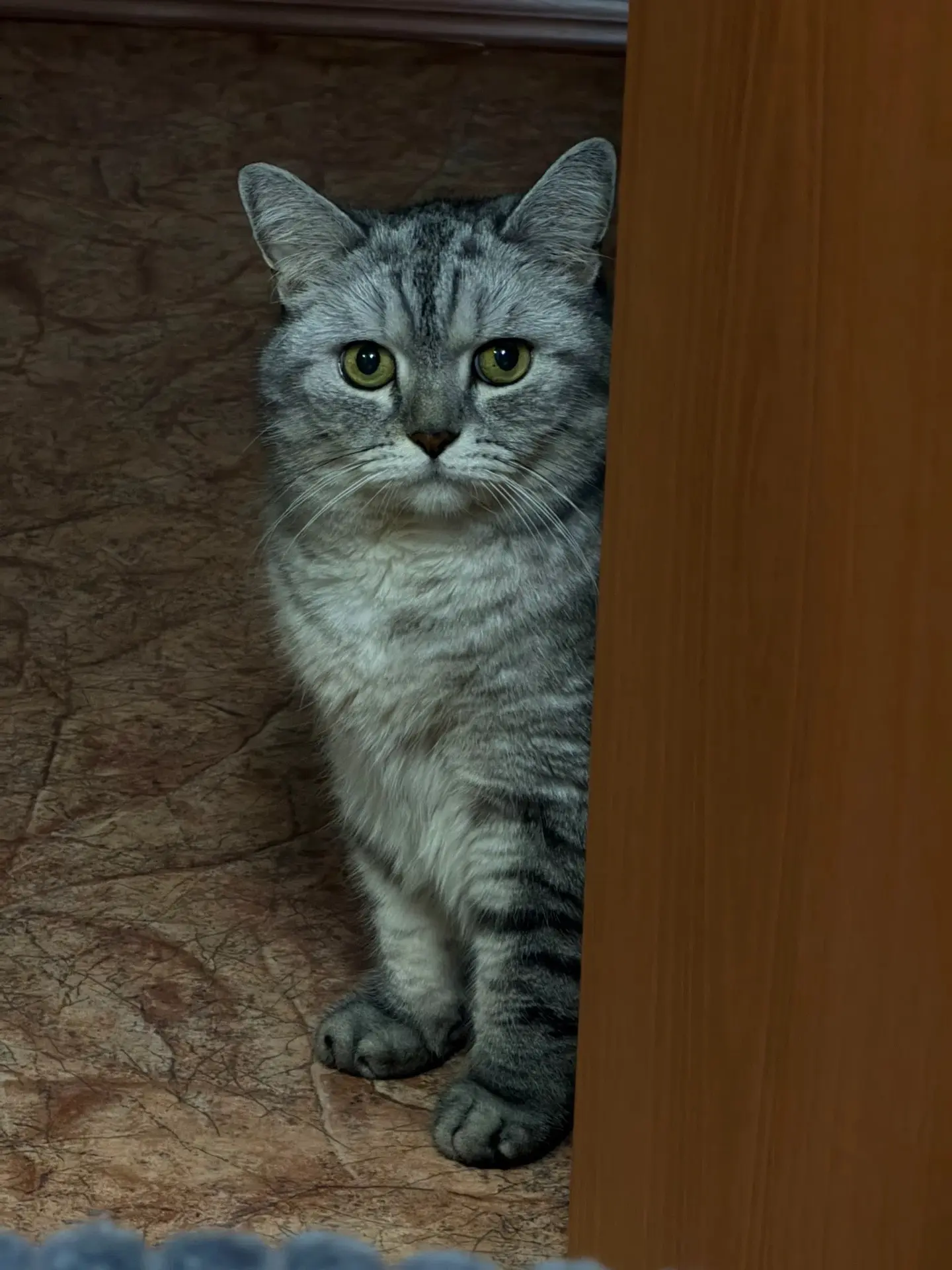 🐾 Сегодня весь мир говорит на языке доброты: отмечаем Всемирный день животных!