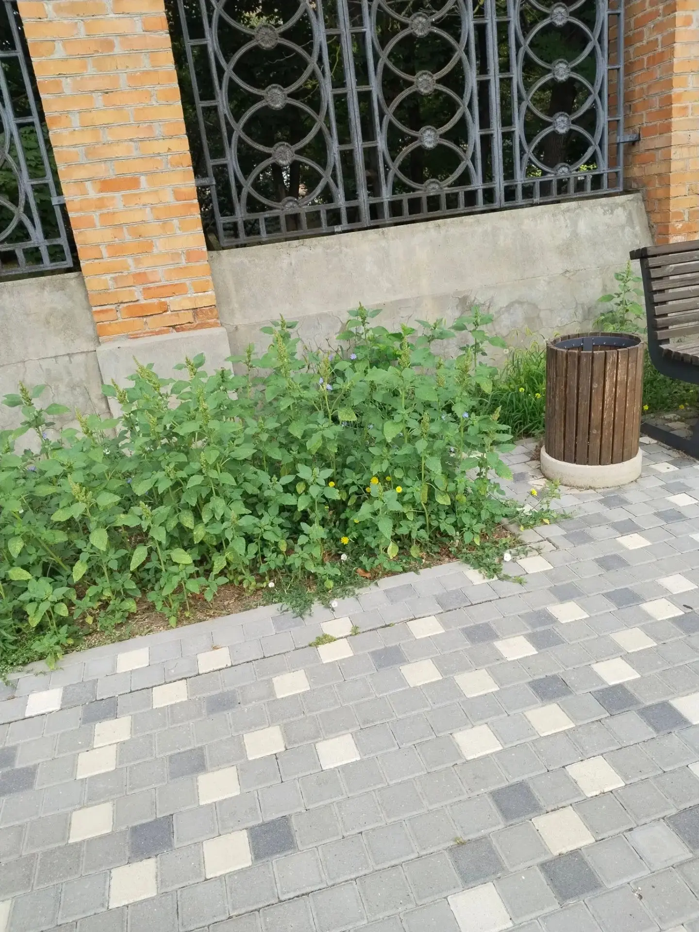 Рядом с Покровским собором на улице Бибика проведена работа по благоустройству. Однако, трава на это