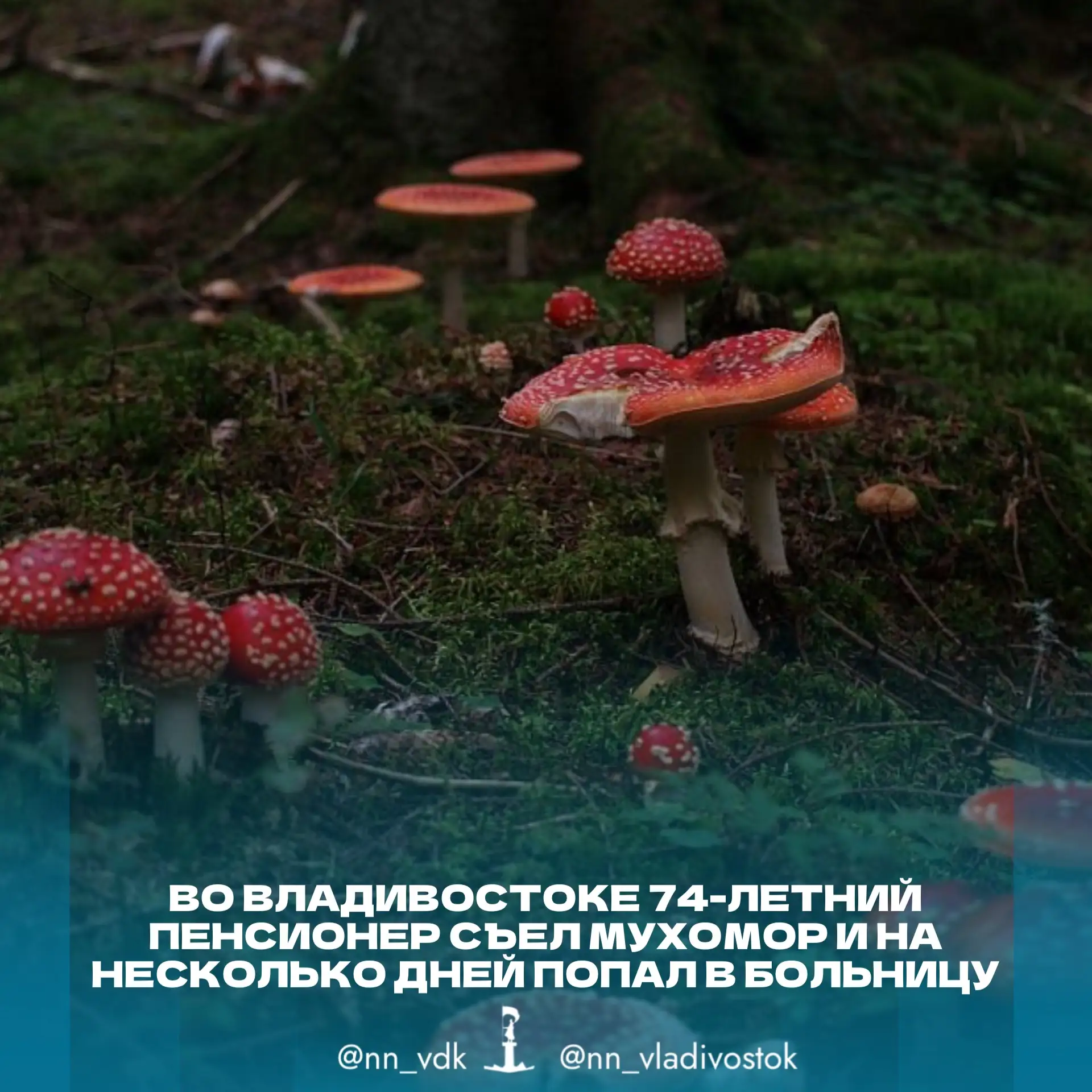 🍄 Во Владивостоке 74-летний пенсионер съел мухомор и на несколько дней попал в больницу.