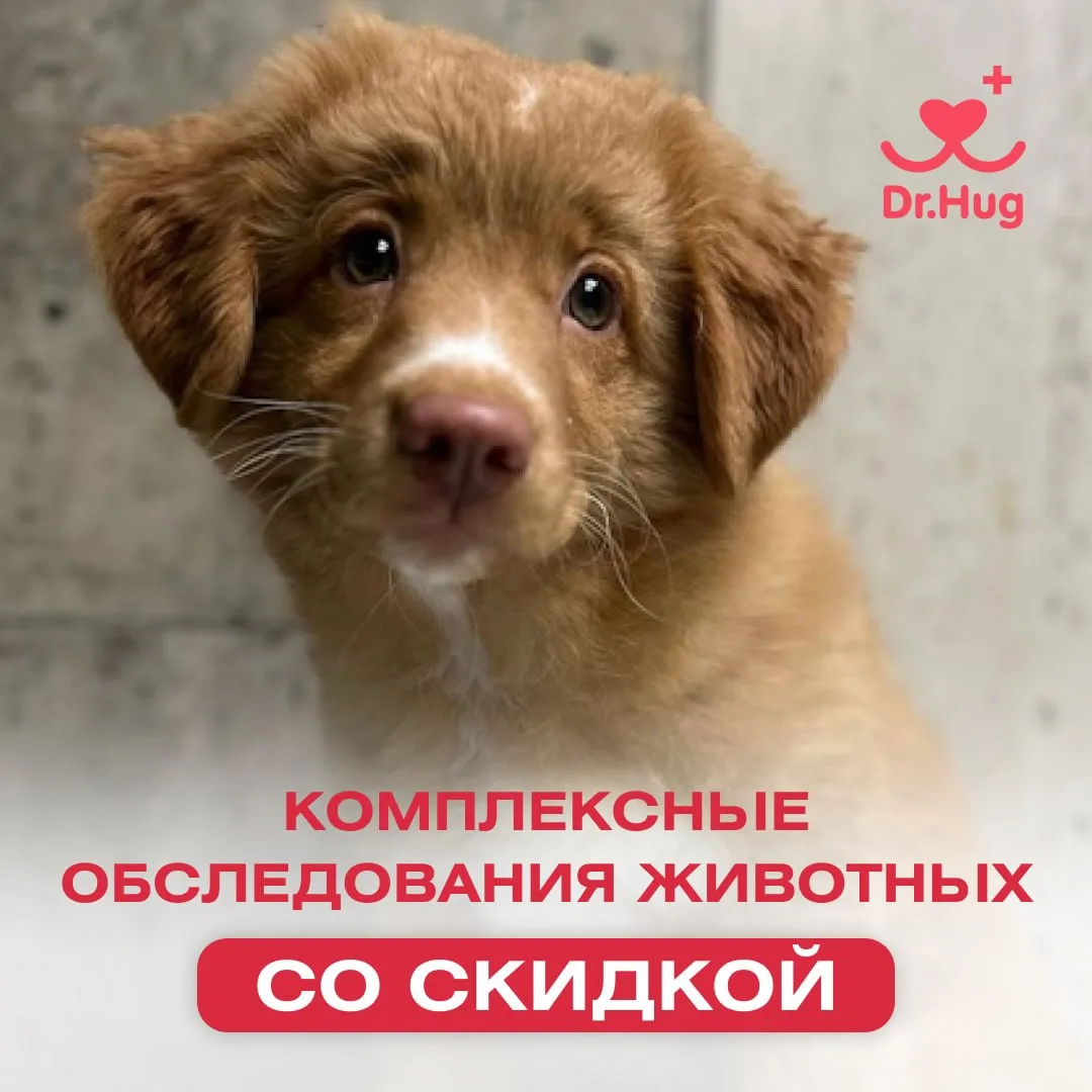 Акция от "Dr.Hug": комплексные обследования животных со скидкой!

Мы заботимся о здоровье ваших пито