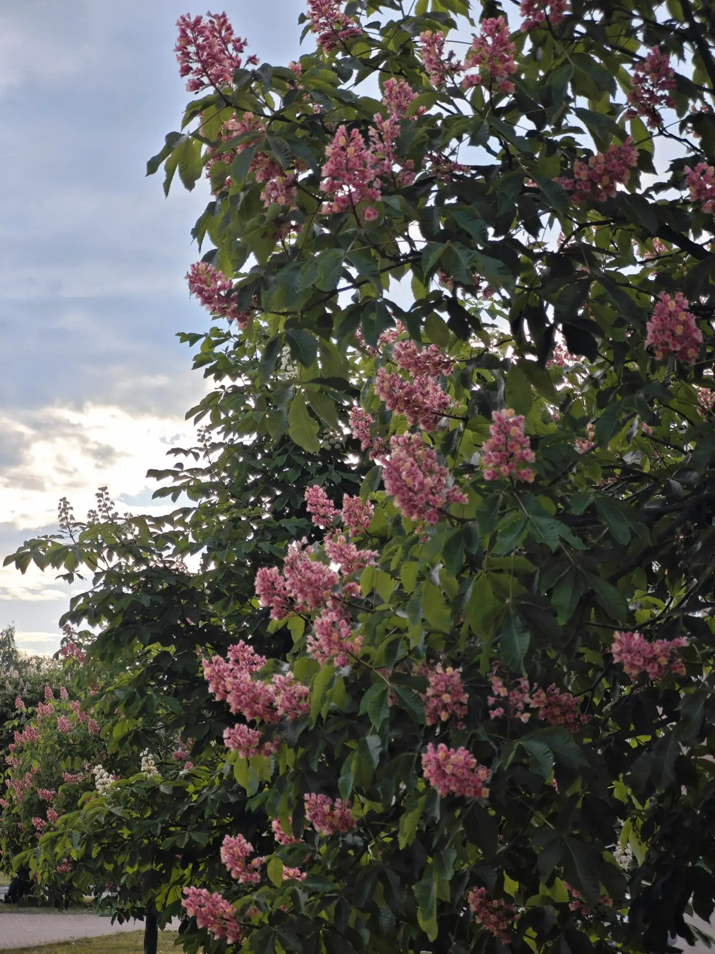 🌸 Цветущие розовые каштаны  📍#Иваново, проспект Ленина, 21