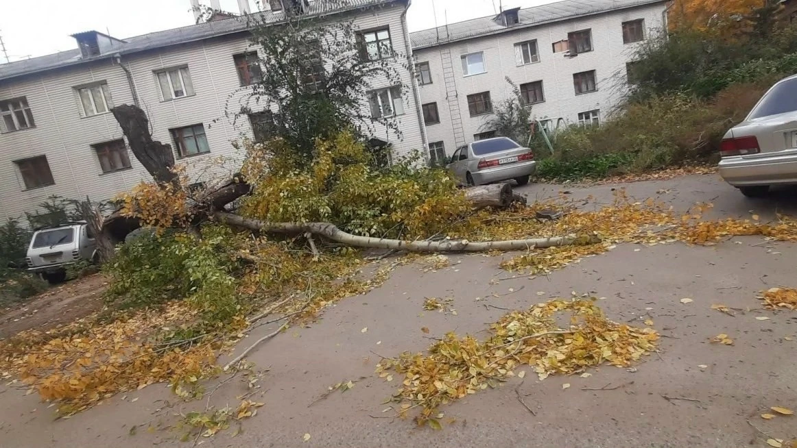 Ураганный ветер привел к отключению электричества и повалил деревья в Барнауле