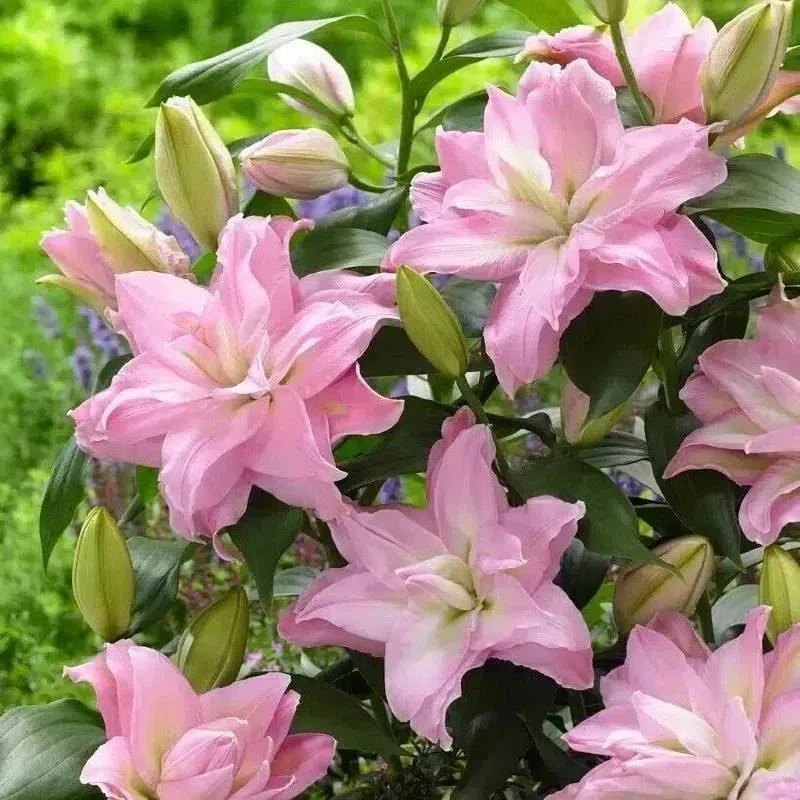 🌸 ЛИЛИЯ «РОЗЕЛИЛИ ЭДИТА» - РОЗОВАЯ МАХРОВАЯ КРАСАВИЦА! 🌸🌿✨

В наличии саженцы НА БУТОНАХ - цветен