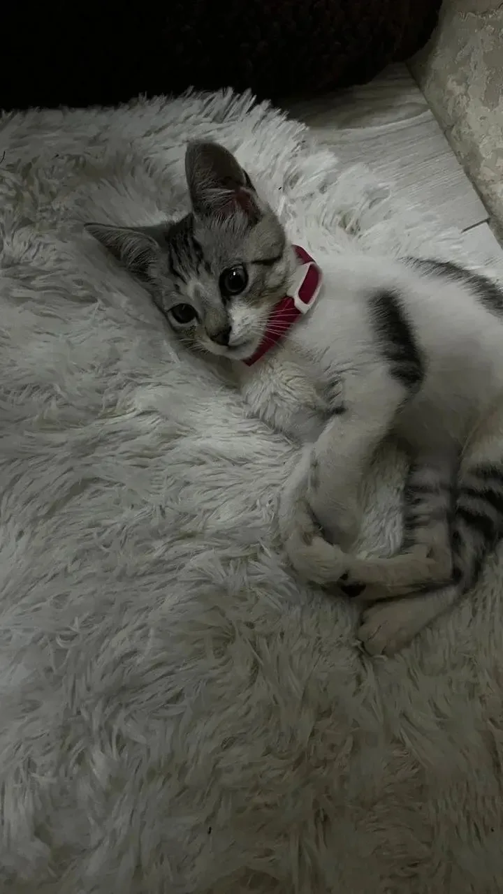 найден котик, видно, что домашний. ОШЕЙНИК ОДЕЛИ МЫ САМИ.  Может кто ищет