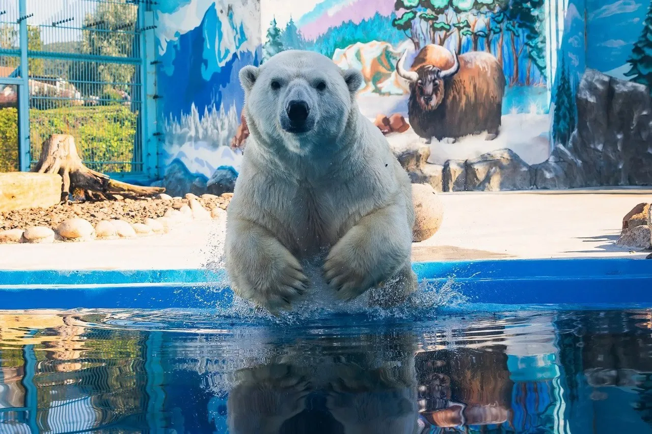 🐻‍❄️  Белый медведь Феликс осваивает новый вольер