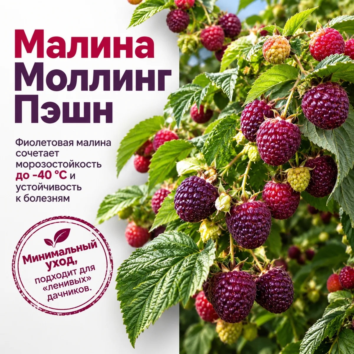 🍓 Продлят лето до ноября! Ягодные с долгим урожаем