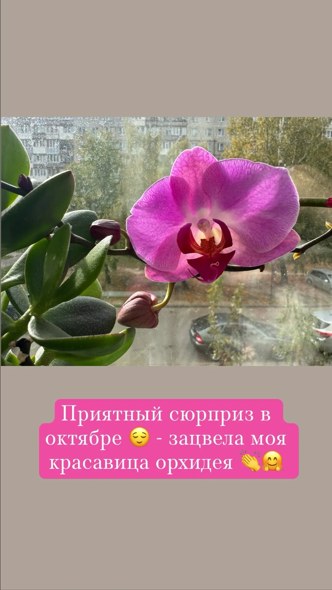 Делюсь - сегодня обнаружила у себя на подоконнике вот такую красоту 😌
