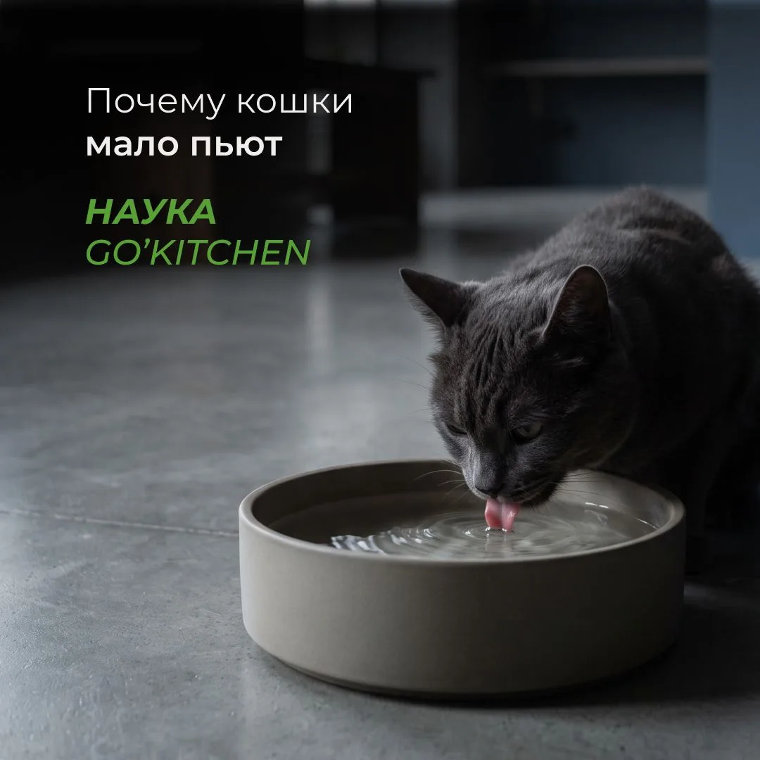 🔬 GO наука: почему кошка может редко подходить к миске с водой?