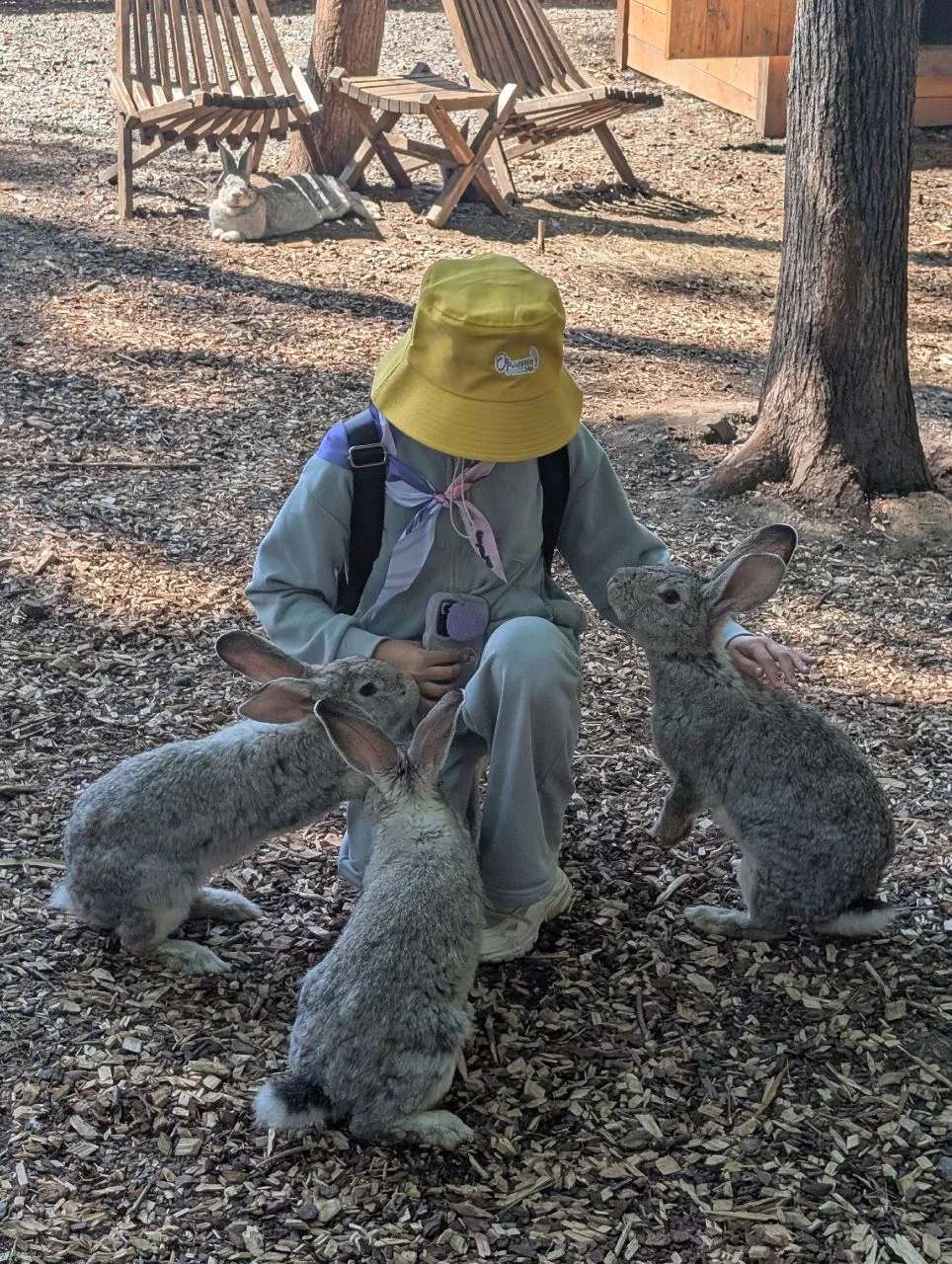 Чудо островок" в стране пушистых чудес! 🦙🐰🐐

Вчера наши ребята совершили невероятное путешествие 