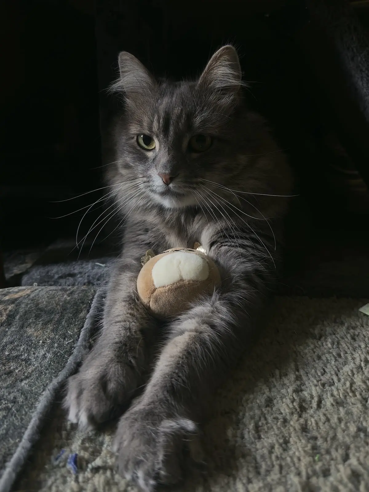 #КотикПодписчика 🥰