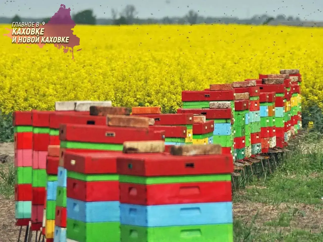 Пчеловодов Херсонской области предупредили об изменении сроков уведомления о применении...