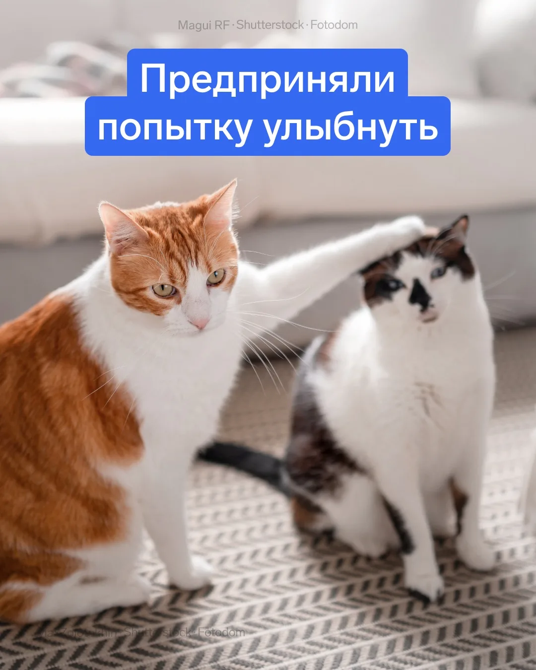 🐱 Только предприниматели так могут!