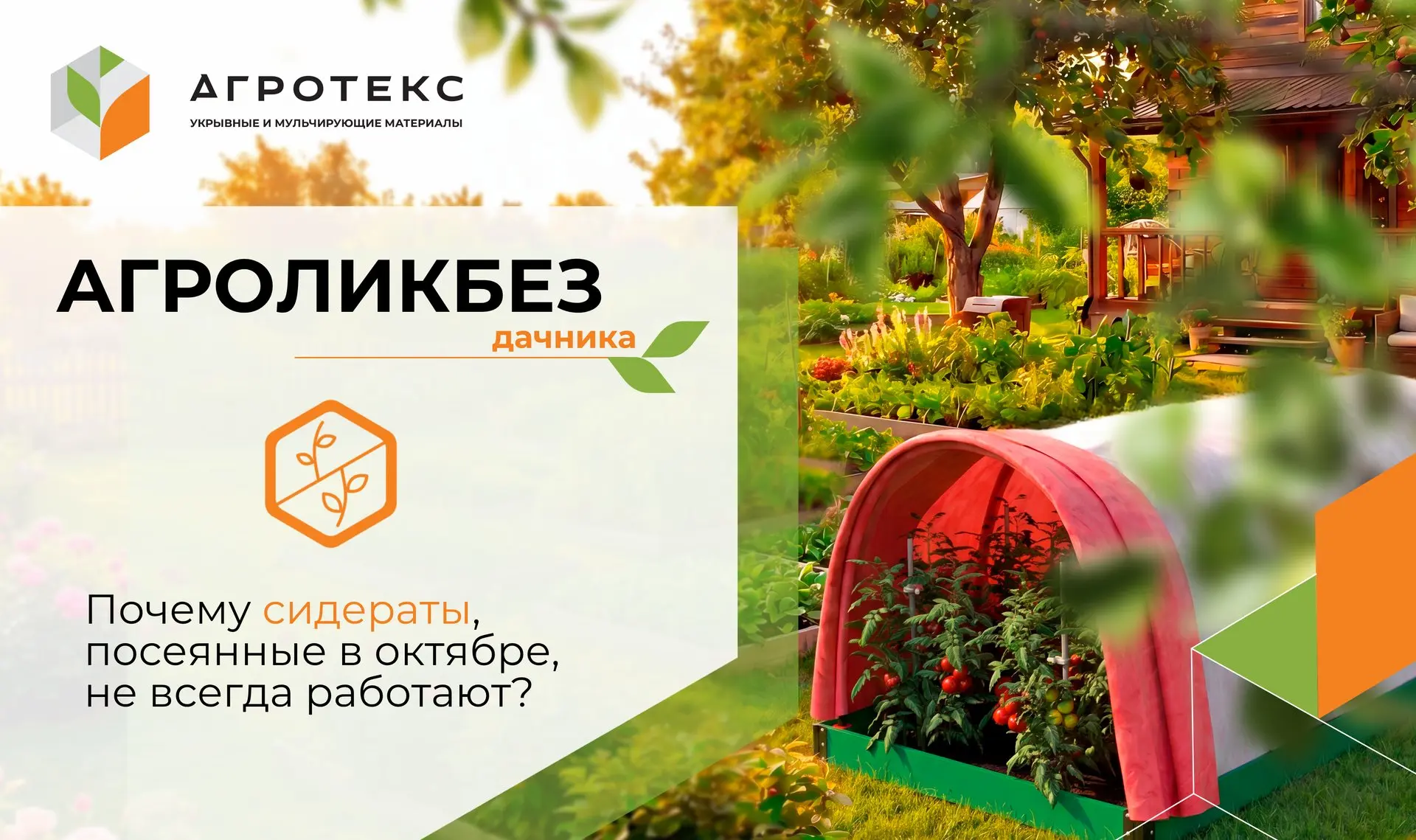 Сейчас многие сеют сидераты под зиму. Но не все понимают, что результат зависит от срок...